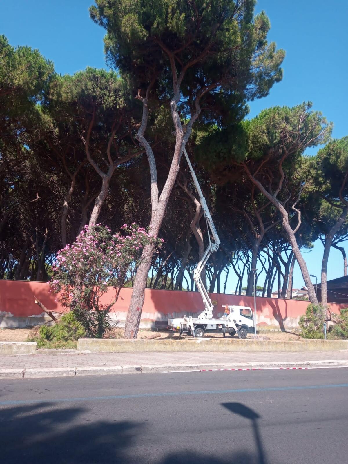 Anzio, in corso l'intervento urgente per la messa in sicurezza della Pineta di Via Aldobrandini: "12 alberi pericolosi vanno abbattuti" - 