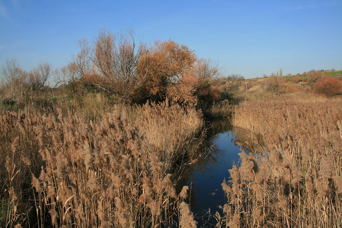 Ambiente, richieste due nuove aree protette nel territorio di Pomezia per uno sviluppo integrato e sostenibile - 