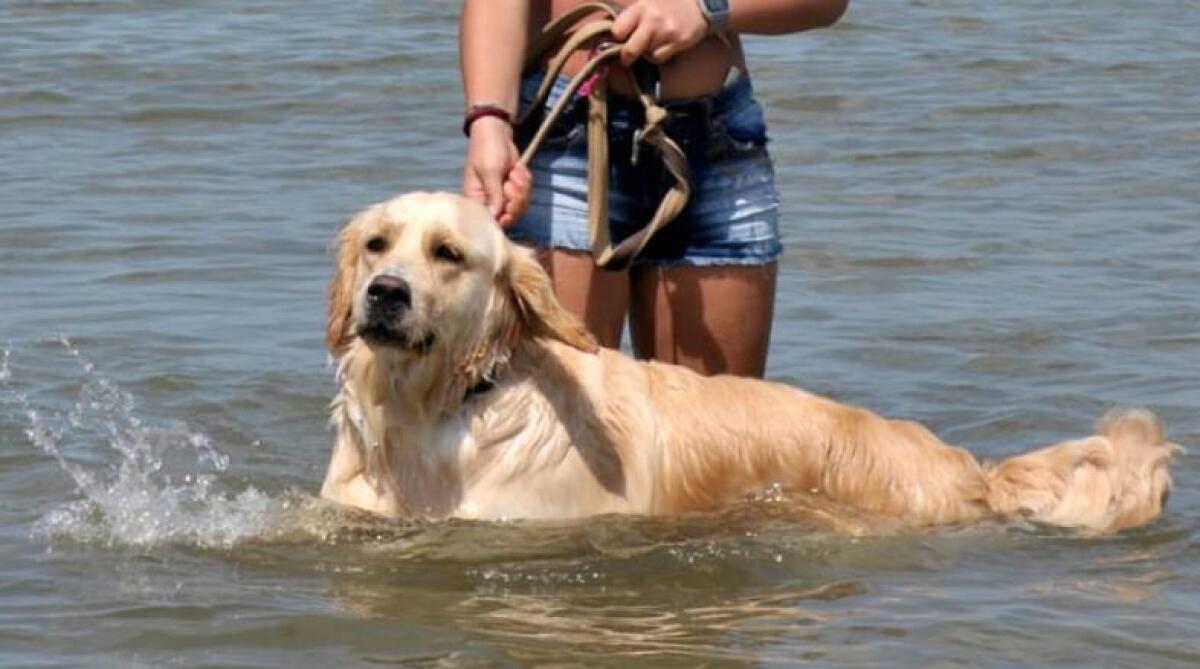 Cani in spiaggia, a Terracina ora si può: consentito l'accesso in due spiagge libere - 