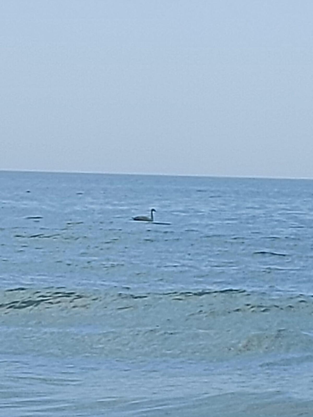 Cigno in mare a Sabaudia, la segnalazione dei bagnanti - 