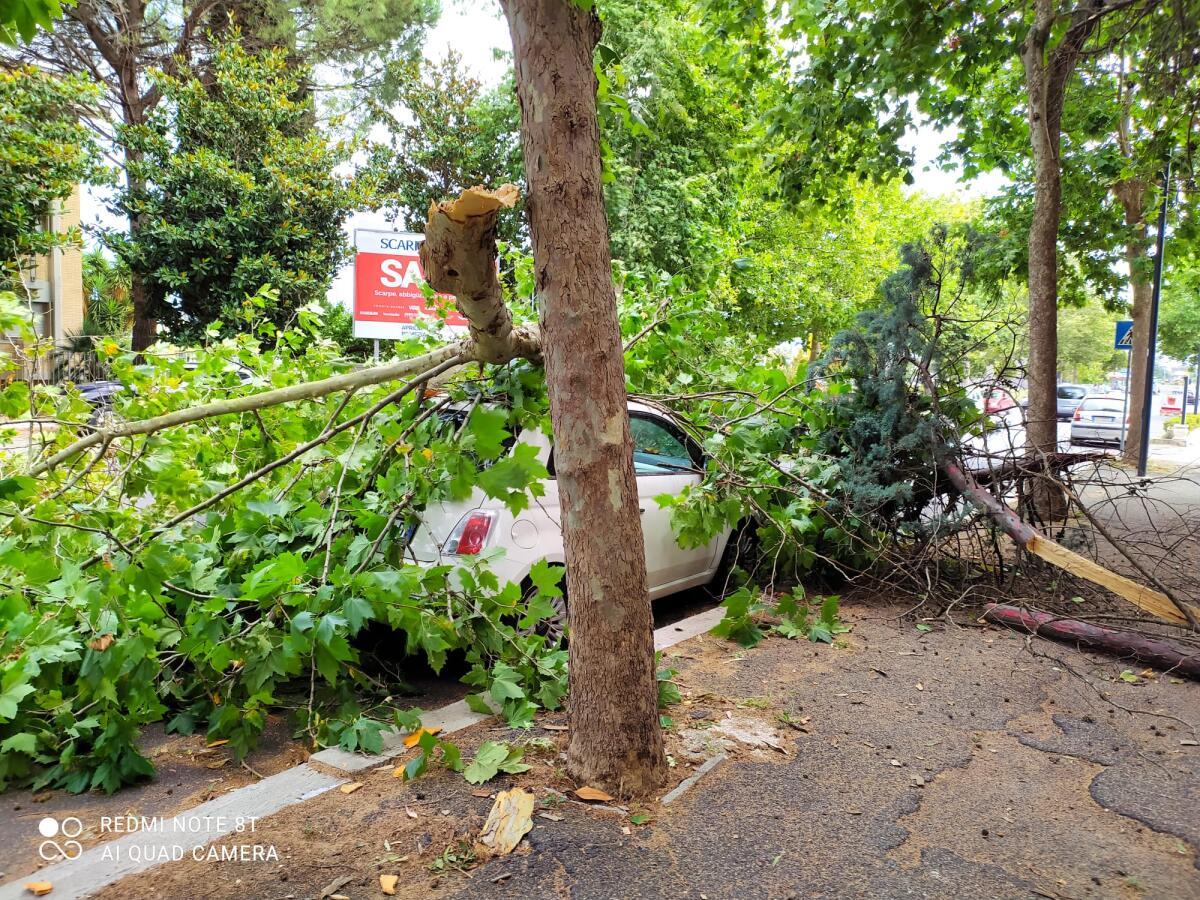 Albero precipita su un'auto in sosta in via Mascagni, ad Aprilia. - 