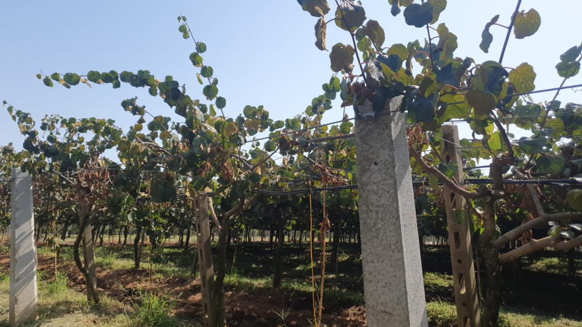 Aspal: “Altri danni causati dalla moria del kiwi” - 