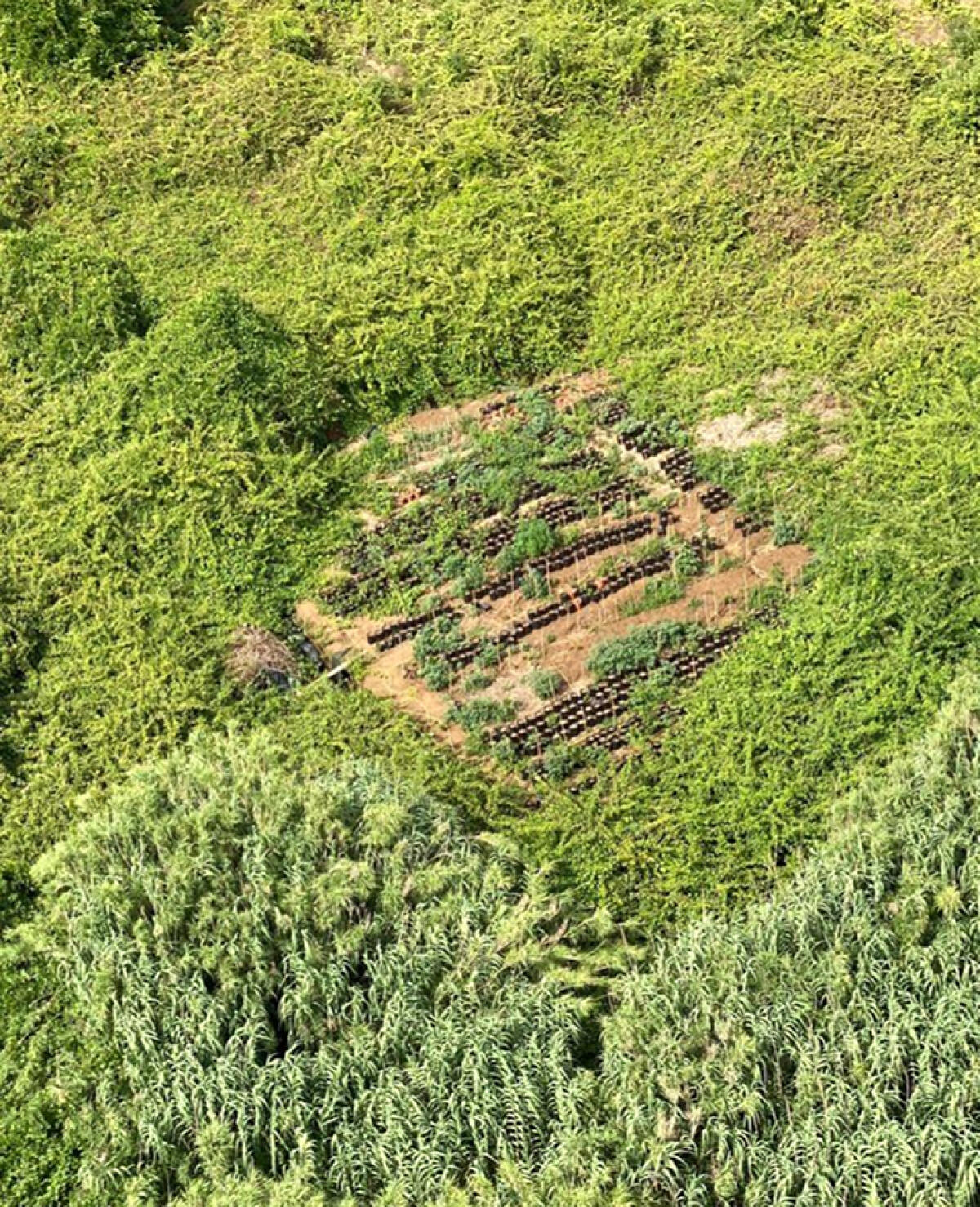 Una piantagione di canapa indiana scovata dalla Finanza ad Aprilia grazie alle riprese dall’alto di un elicottero. Le FOTO - 