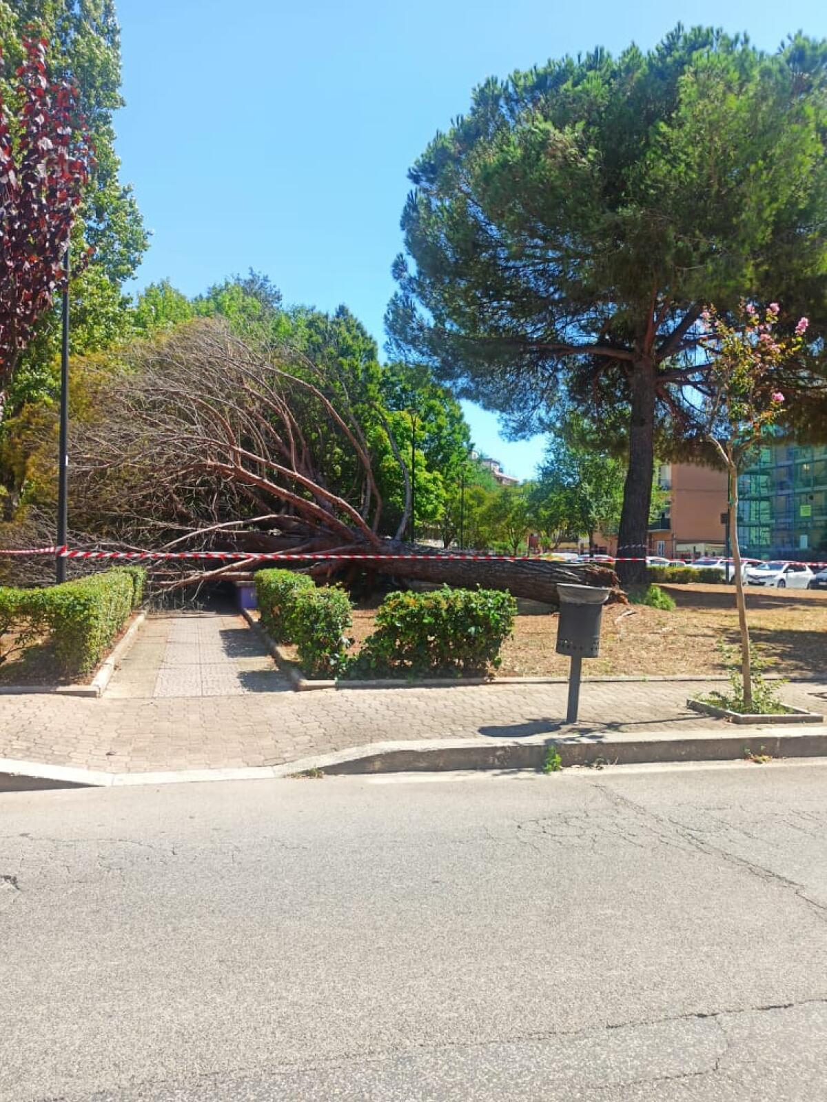 Un grosso pino crolla su una panchina all'interno del parco “Calissoni” ad Aprilia. Per fortuna non c’era nessuno. - 
