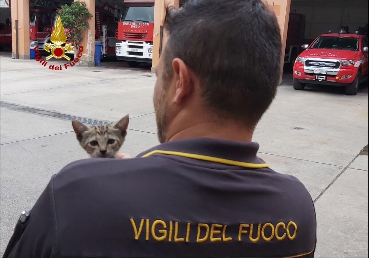 Gattina finisce nel motore di un'auto a Latina, salvata e adottata da un vigile del fuoco FOTO - 