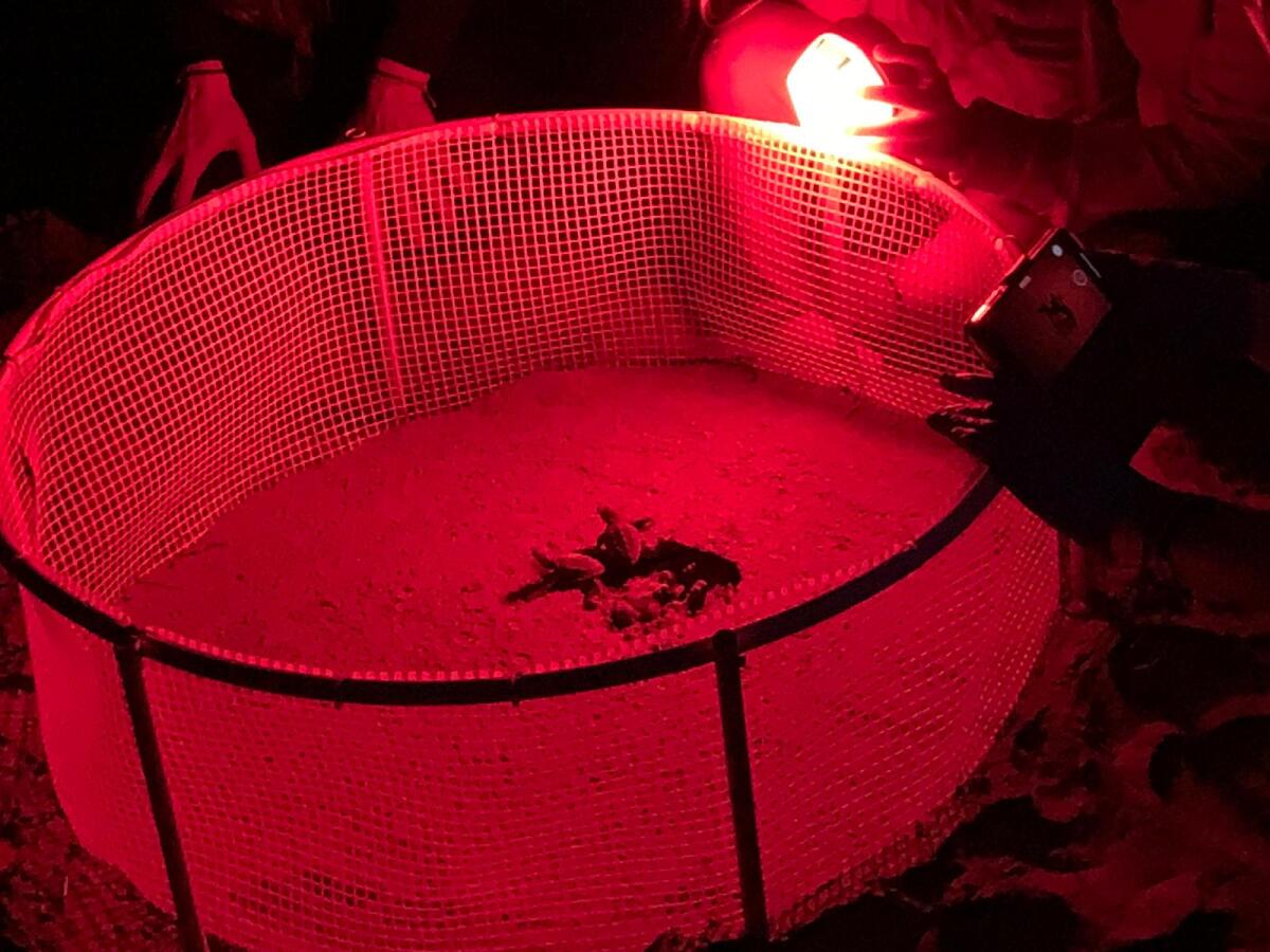 Parco del Circeo, prima schiusa di uova di tartaruga Caretta Caretta - 