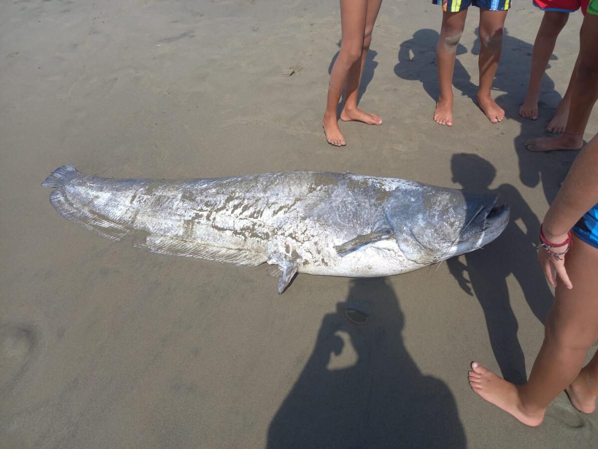 Moria di pesci, dal Tevere arrivano alla spiaggia di Torvaianica - 