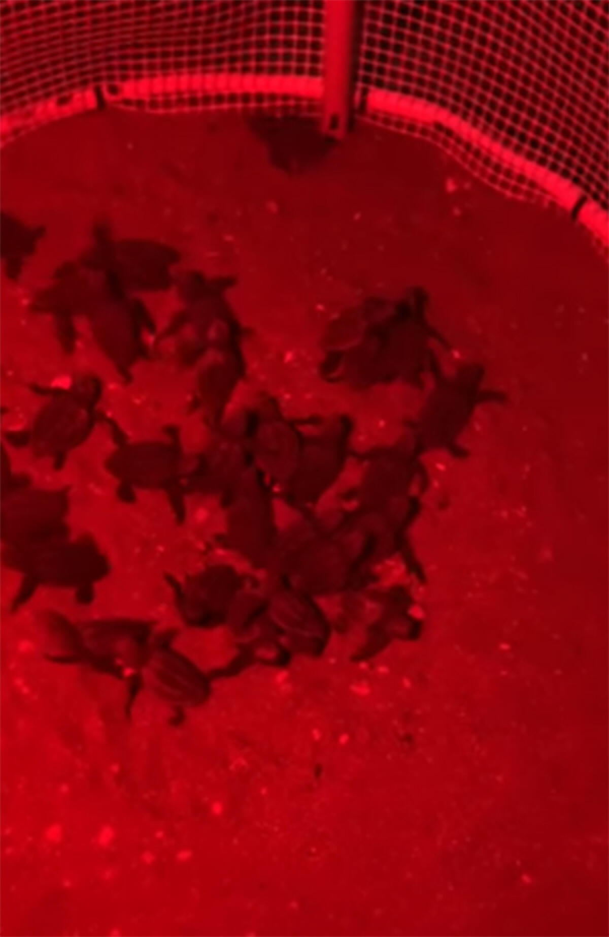 A Terracina nate 32 tartarughine - 