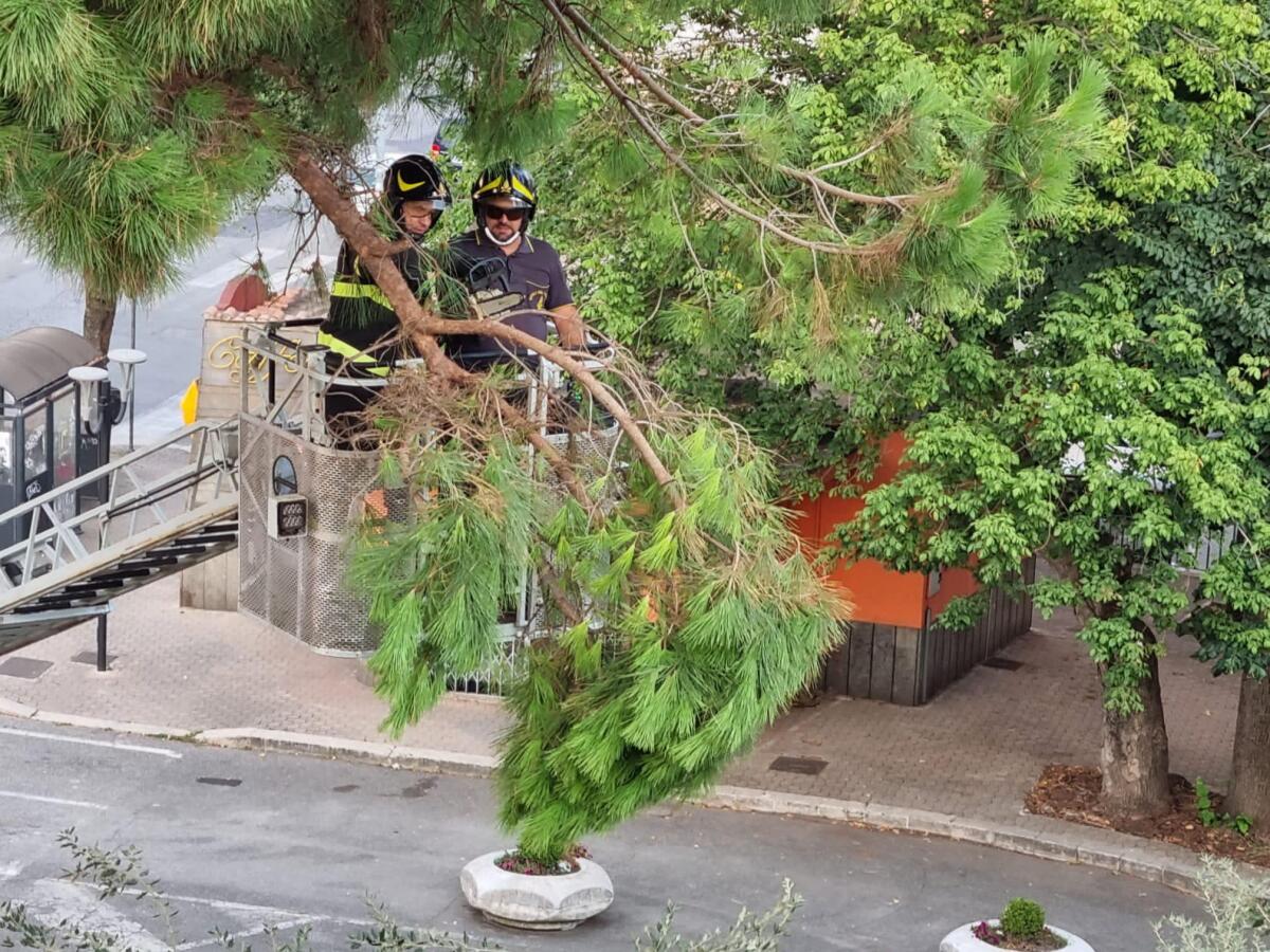 Aprilia - Rimosso ramo pericolante dal pino di piazza della Repubblica FOTO - 