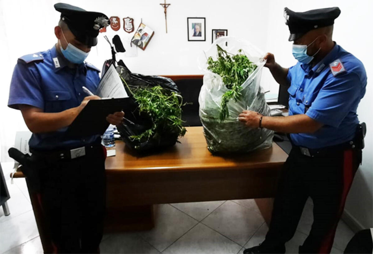 APRILIA - In giardino, a Campoverde, coltivavano marijuana: i Carabinieri arrestano due persone e sequestrano circa 20 chili di piante. - 