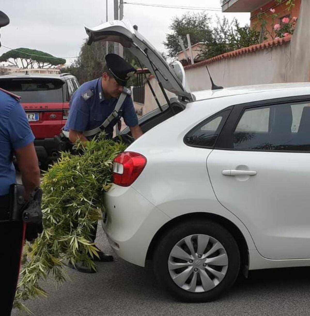 Coltivava marijuana sul retro del giardino di casa. 43enne di Anzio in manette ed oltre 7 chili di droga sotto sequestro. - 