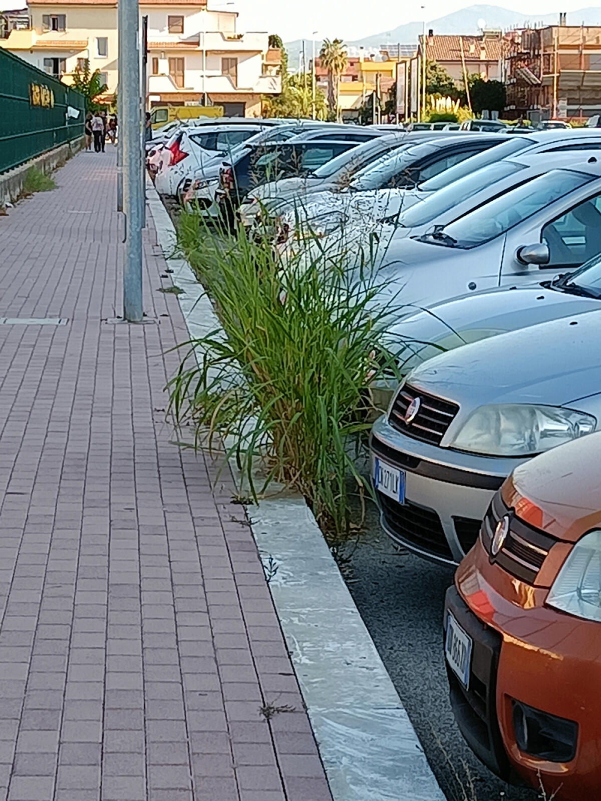 Aprilia, la segnalazione: "Erbacce sempre più alte nei pressi della scuola Toscanini" - 