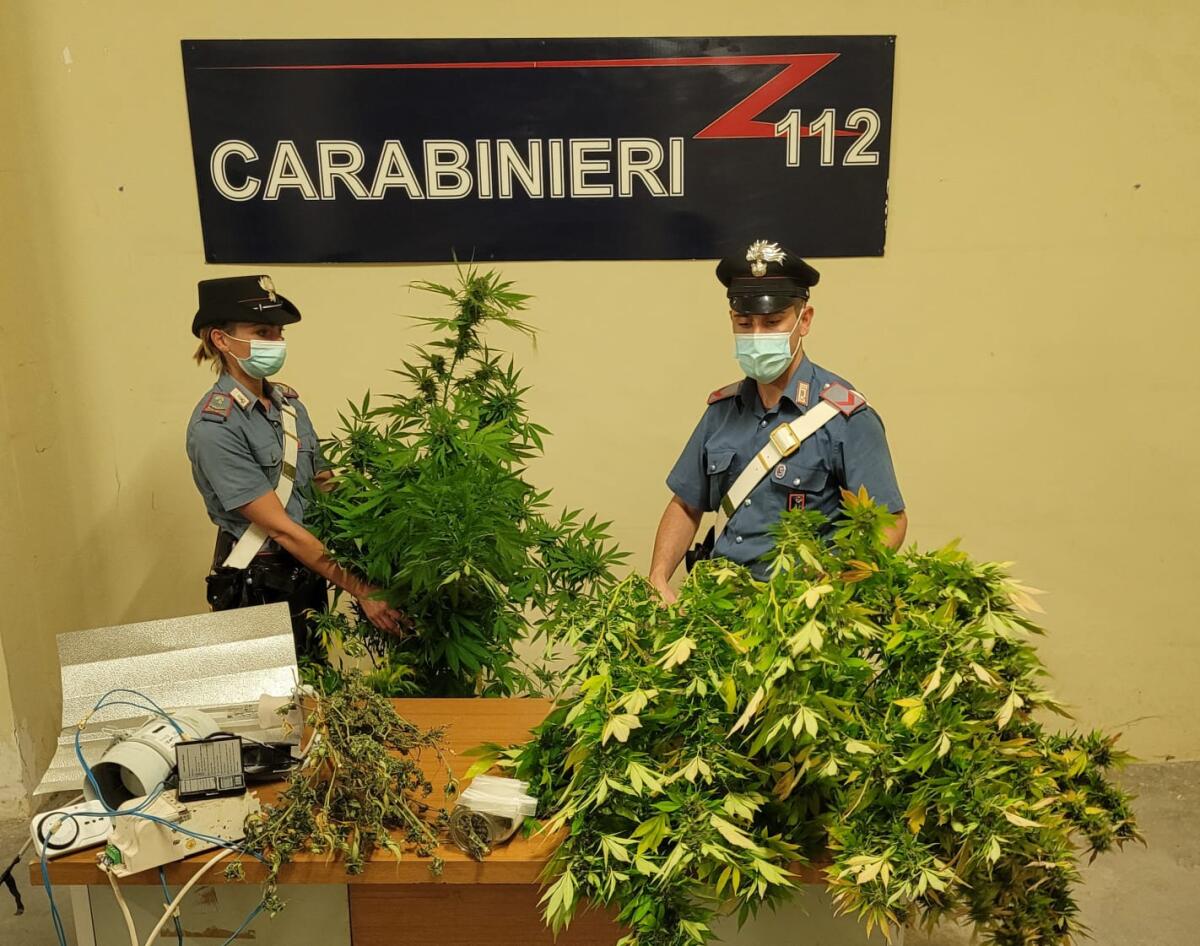 Nascondeva  una serra di marijuana in un box. 34enne arrestato dai Carabinieri a Torvaianica. - 