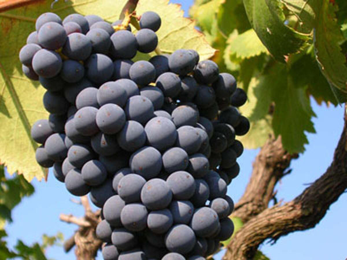 Vendemmia 2021, Confagricoltura Latina: "Straordinaria qualità delle uve. I vini saranno fruttati, freschi e duraturi" - 