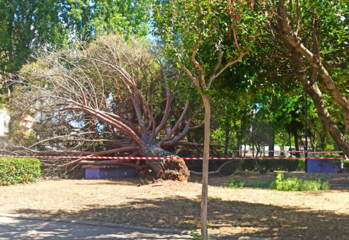 Pino crollato nel Quartiere Aprilia Nord, Europa Verde: “il Comune investa maggiori risorse economiche sul verde”. - 