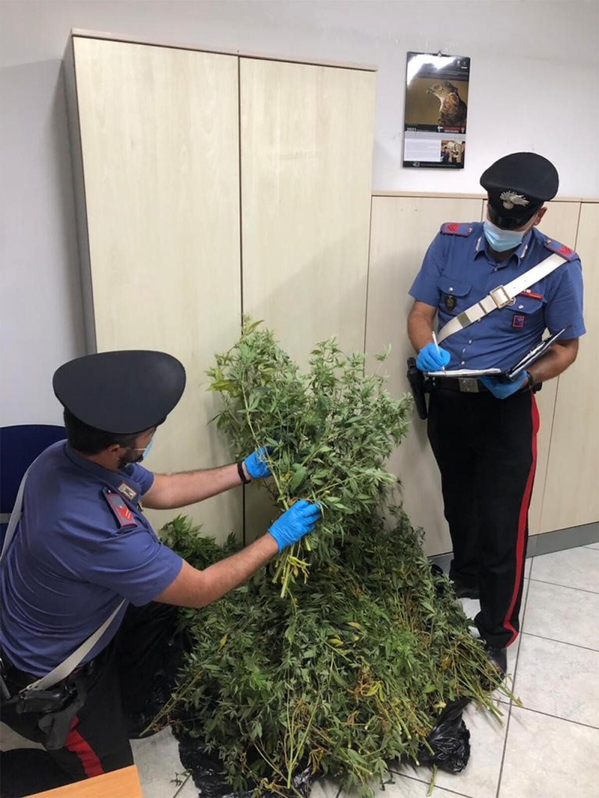 171 piante di marijuana in casa: arrestato dai  carabinieri a Borgo Podgora - 