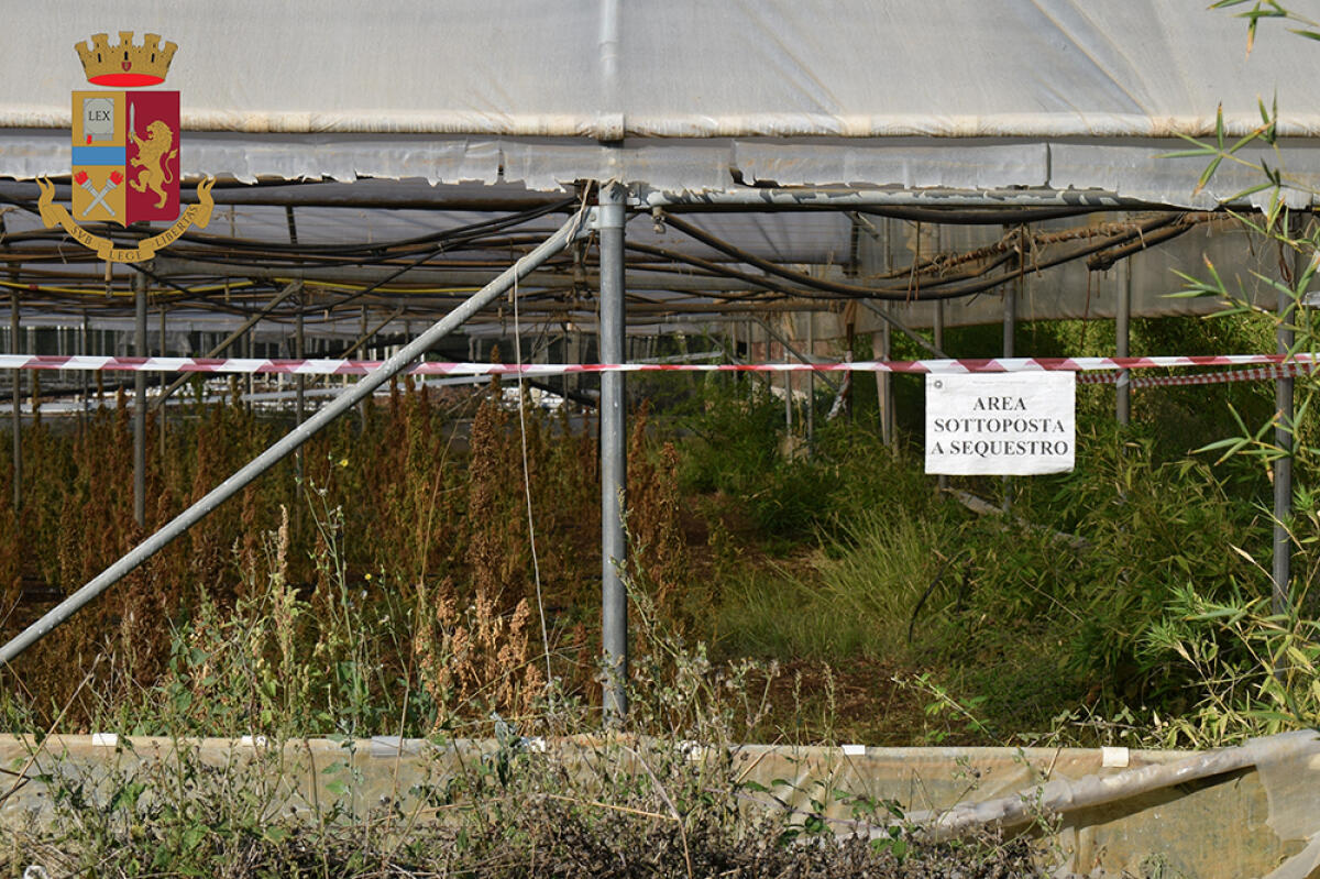 Aprilia - Distrutta piantagione di marijuana sequestrata a luglio - 