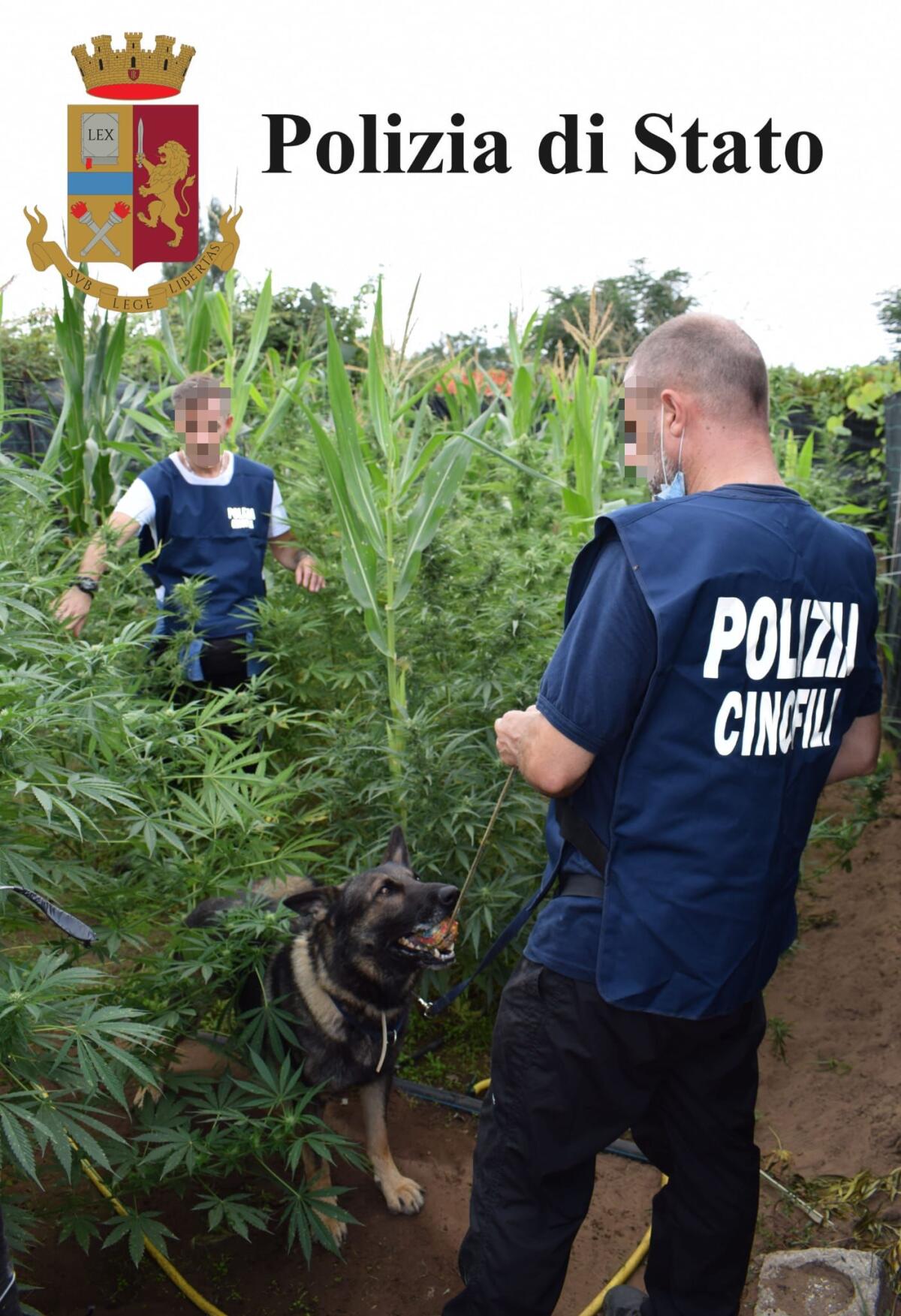 Coltiva marijuana tra i campi di mais a Campo di Carne, 23enne di Aprilia in arresto: incastrato dal drone - 