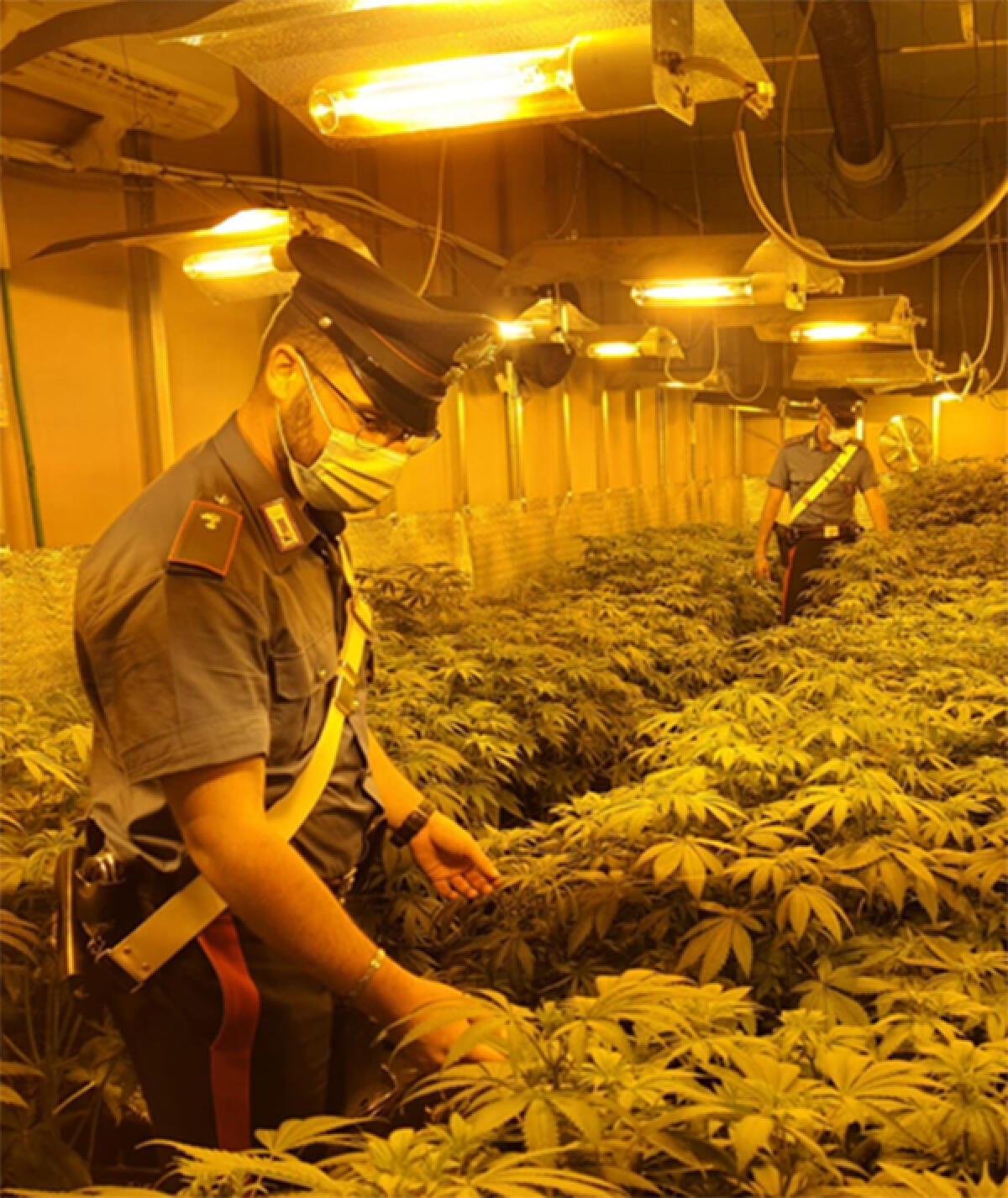 139 Kg di marijuana sotto sequestro e due arresti: importante operazione antidroga dei Carabinieri nella zona di Fossignano, ad Aprilia. - 