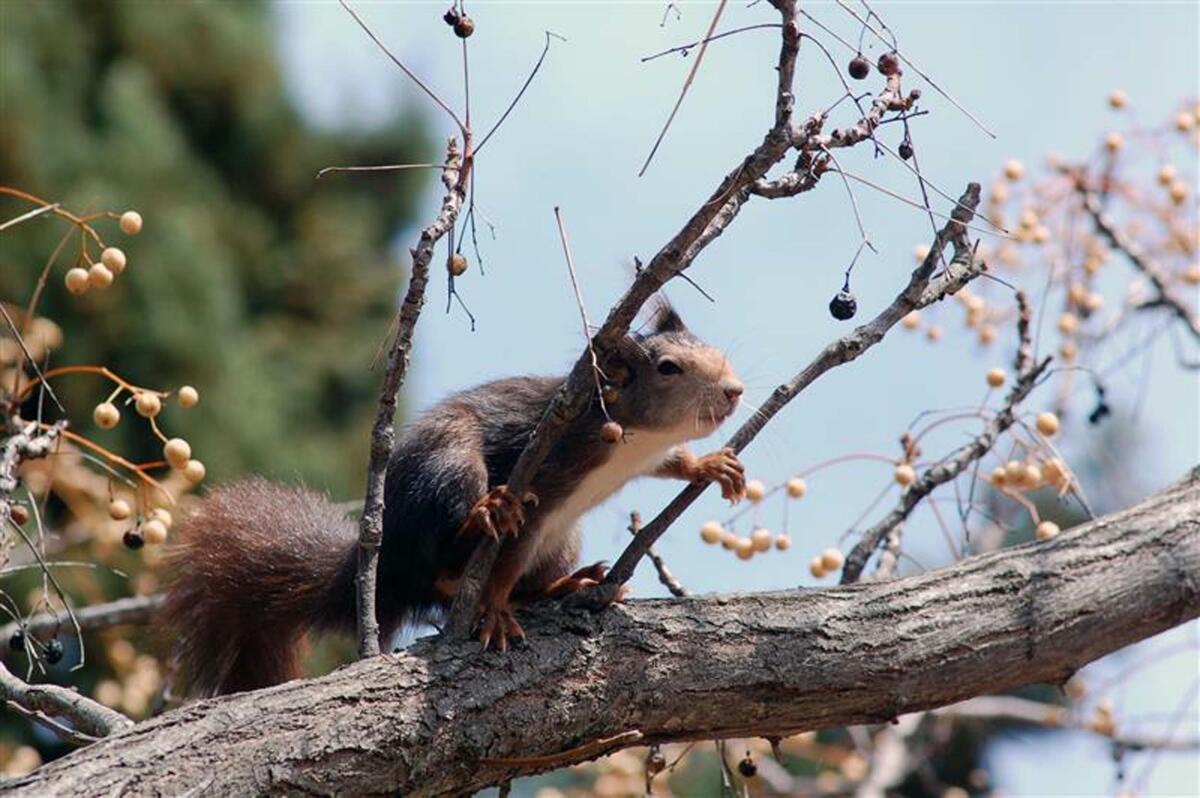 Lo scoiattolo rosso ritorna a frequentare i Monti Ausoni - 