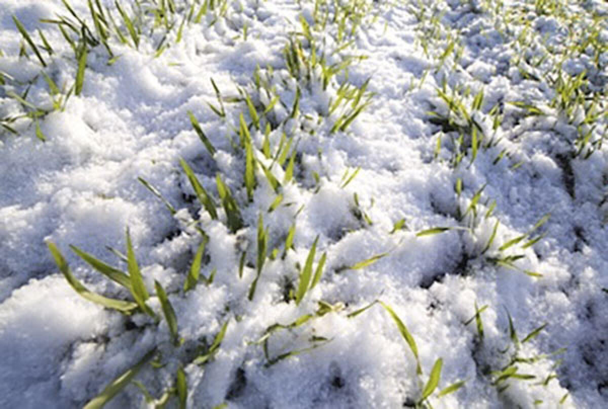 Gelate di aprile 2021, ad Aprilia domande per l'erogazione degli aiuti da parte della Regione Lazio - 