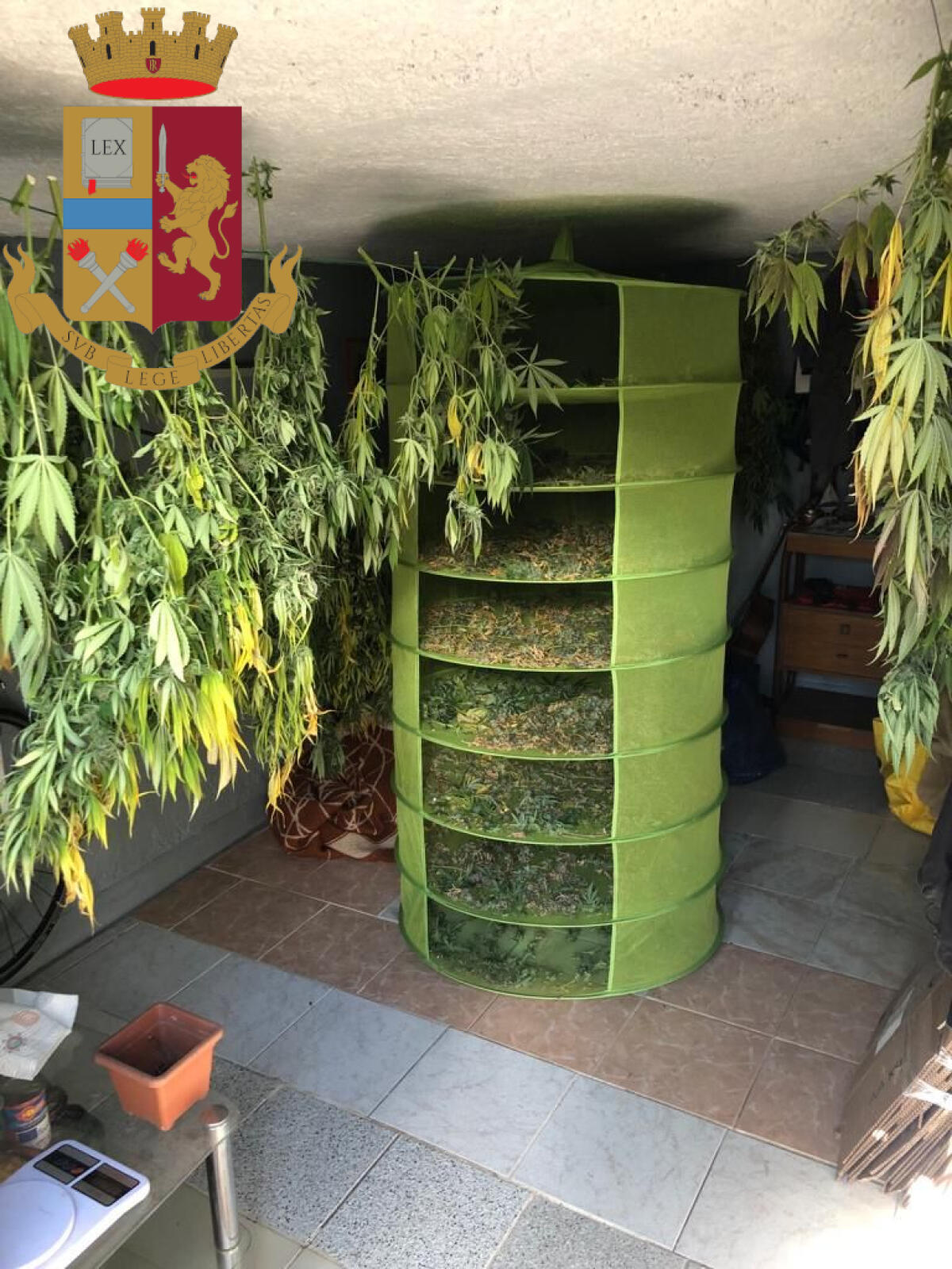 La Questura di Roma sequestra oltre 13 kg di marijuana. Un arresto ed una denuncia. - 