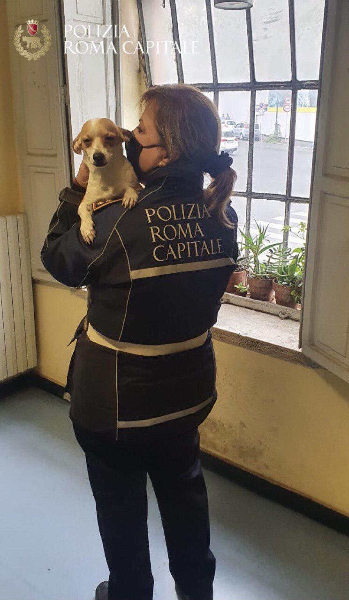 Storia a lieto fine per Milky, il cagnolino che vagava impaurito nei pressi della Stazione Termini: rintracciata la prorpietaria - 