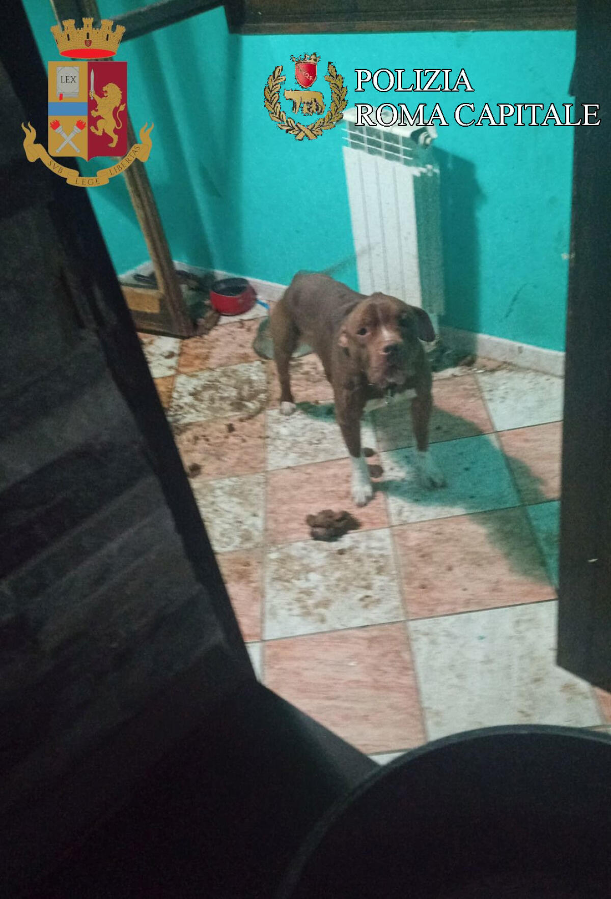 Pitbull legato al termosifone ed in pessime condizioni igienico-sanitarie salvato dalla Polizia. - 