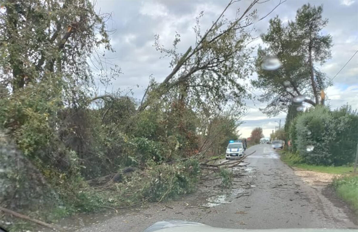 Tromba d’aria in mattinata nella zona di via Torre del Padiglione, ad Aprilia: alberi abbattuti in strada. - 