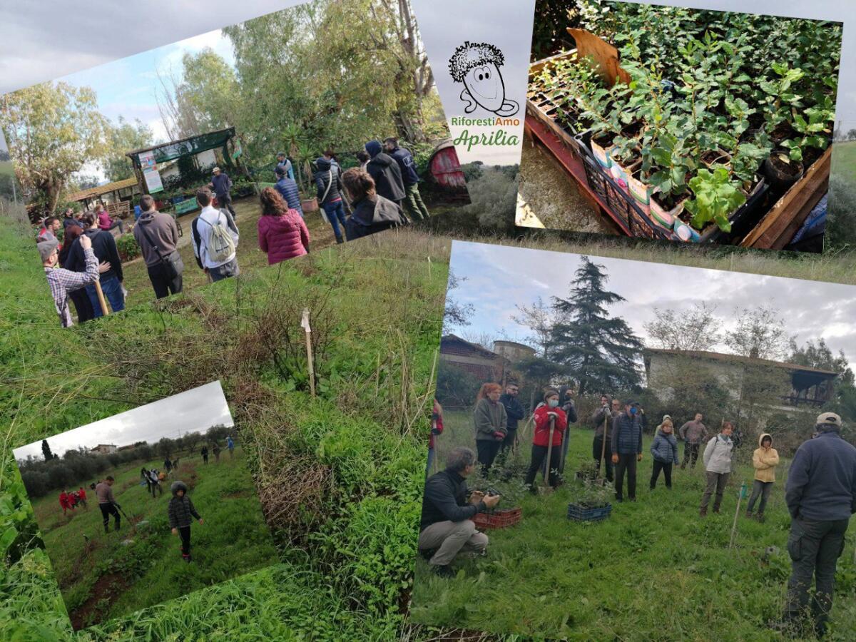 Riforestiamo Aprilia, piantati i primi 200 nuovi alberi - 