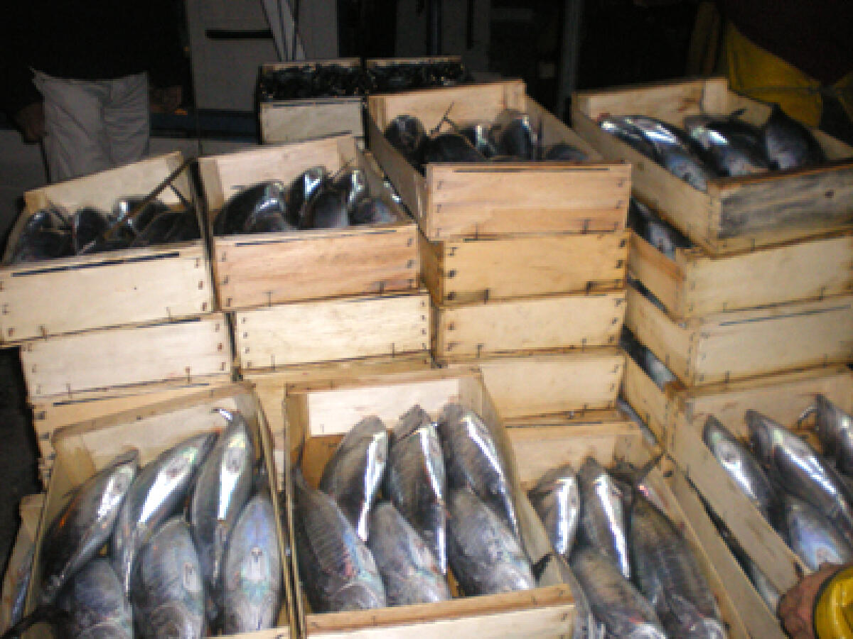 Controlli sul litorale romano sulle vendite del pesce: multe e sequestri - 