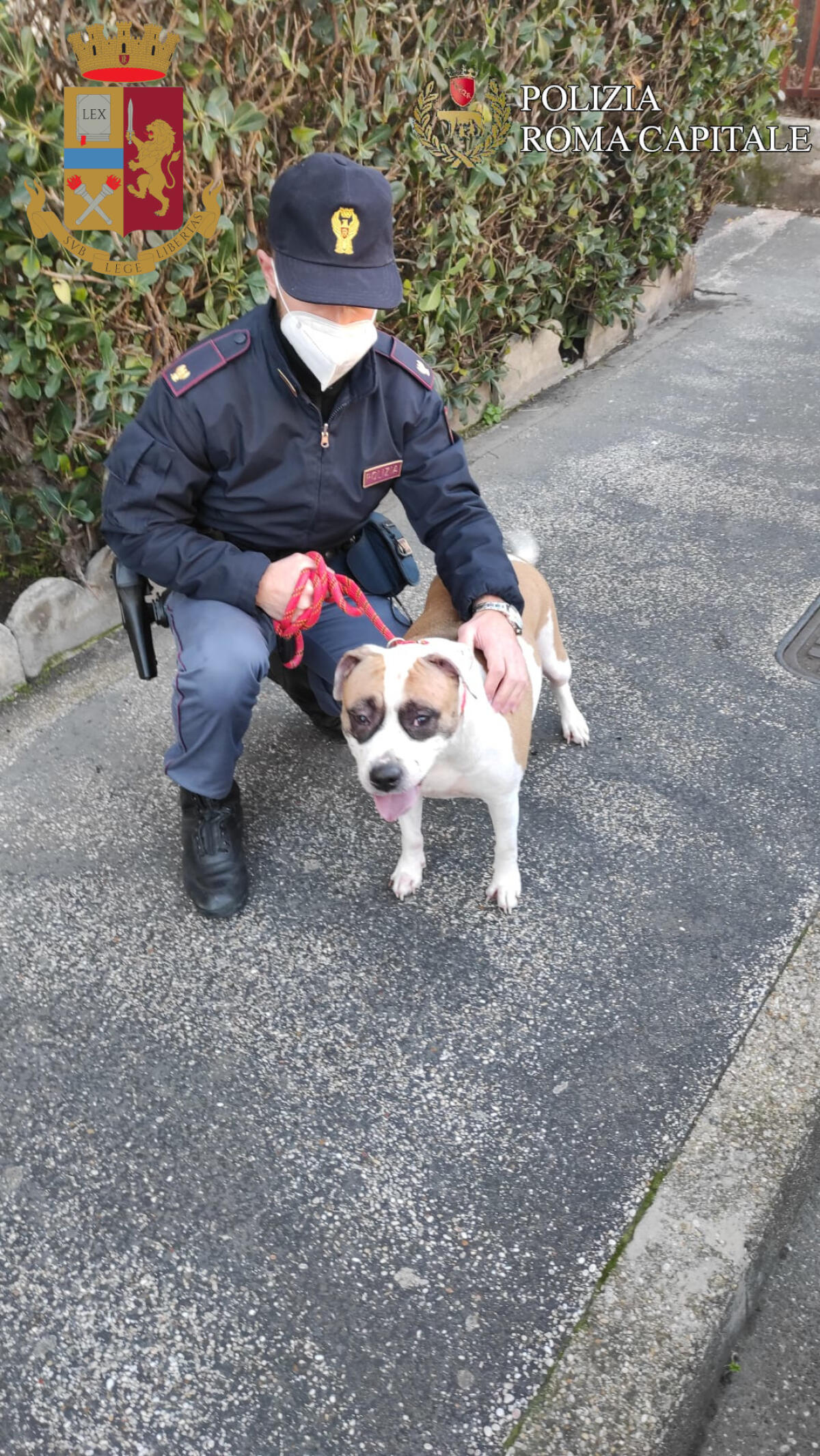 Chiusi in casa per giorni in stato di abbandono, due cani salvati grazie all'intervento della Polizia e delle GuardieZoofile - 