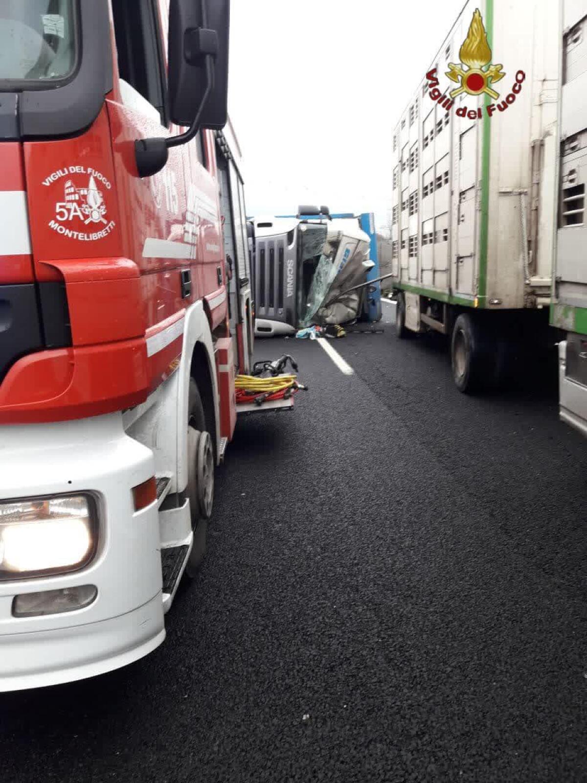 Camion si ribalta sull'A1, muoiono alcune mucche - 