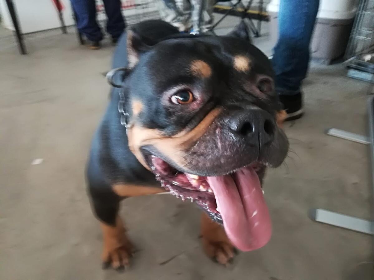 Condannati a 6 mesi di reclusione per il taglio delle orecchie dei loro cani. I fatti a Roma, sentenza del tribunale di Torino - 