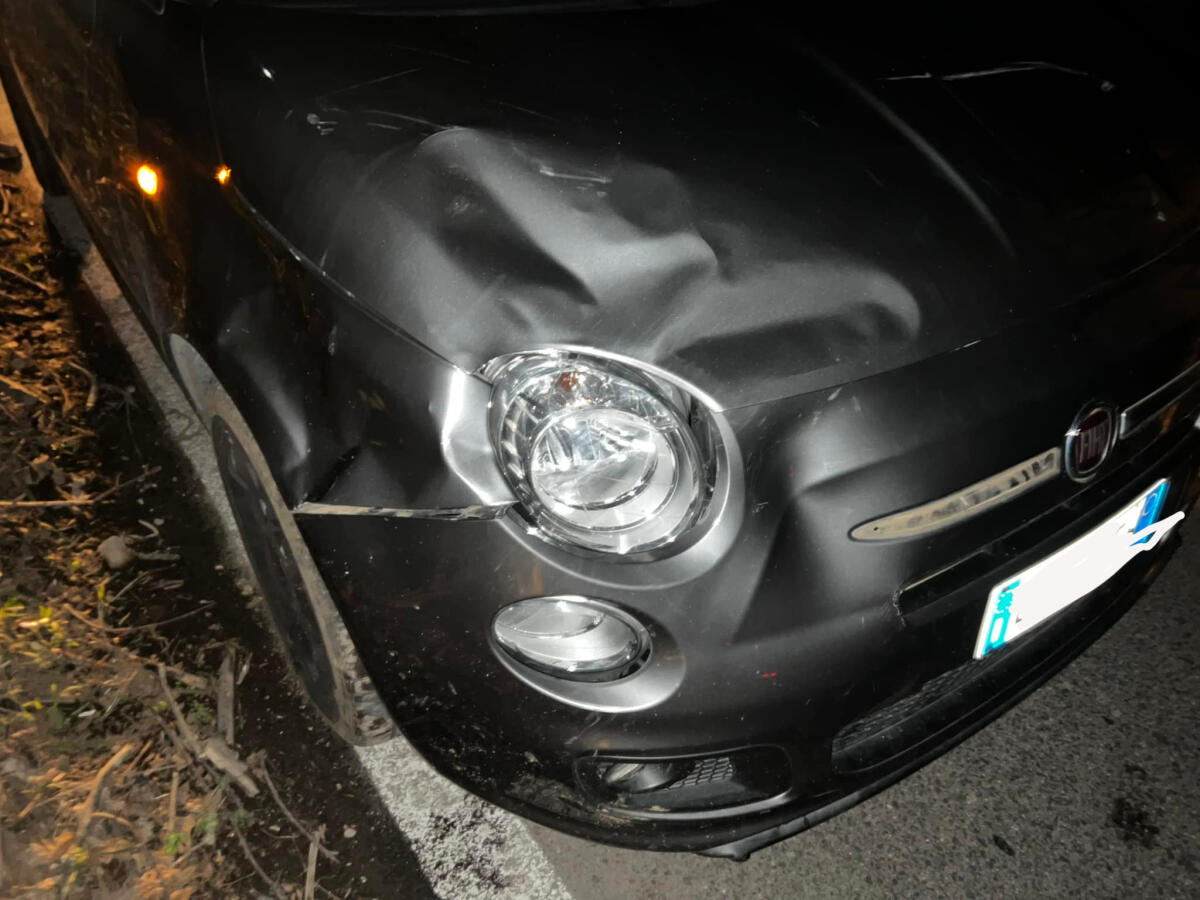 Velletri, incidente tra un'auto e due tori: paura per una giovane - 