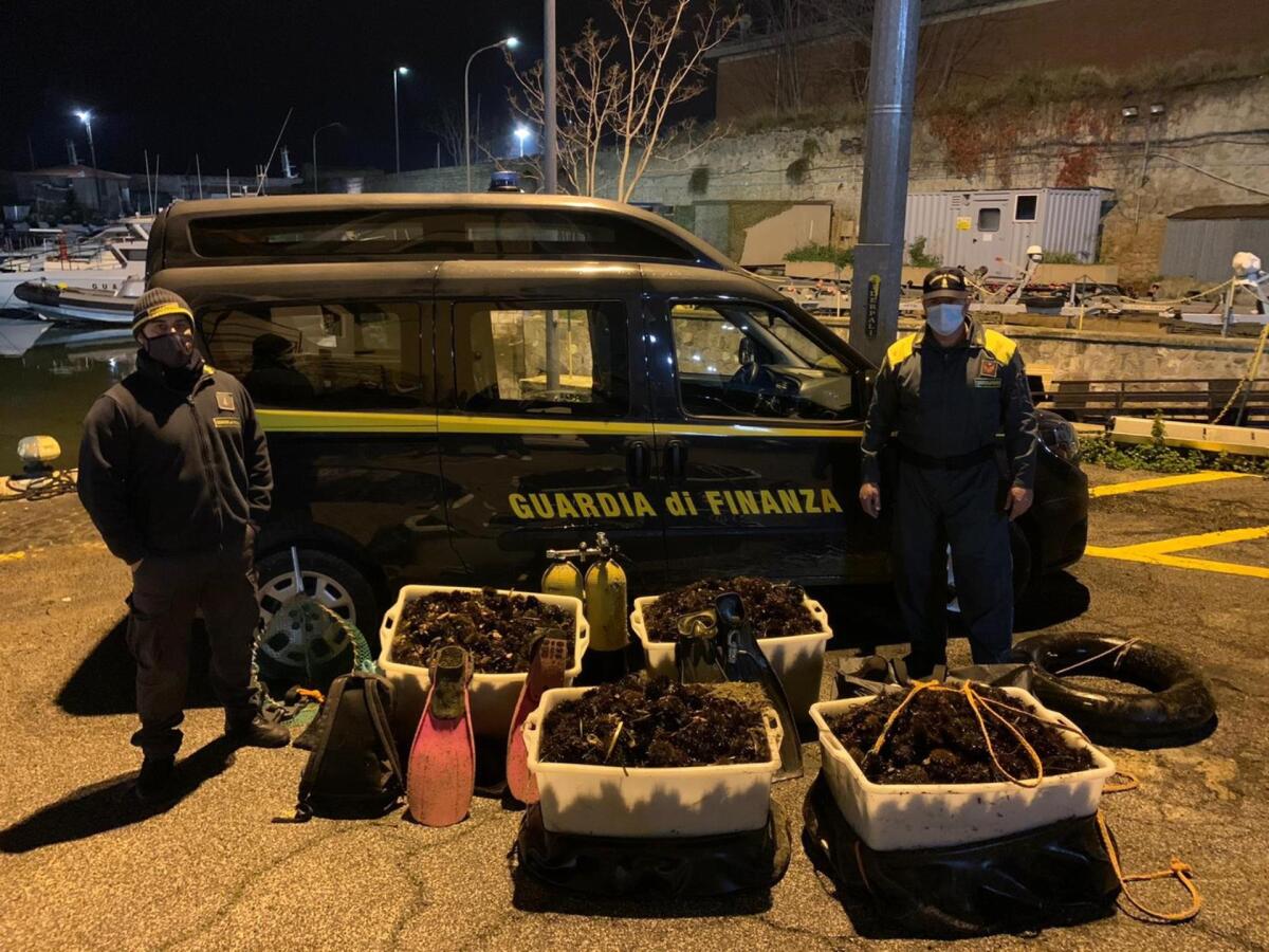 Operazione “Riccio di Capodanno”. Blitz delle fiamme gialle aeronavali che sequestrano 9mila ricci di mare e li rigettano in mare. - 