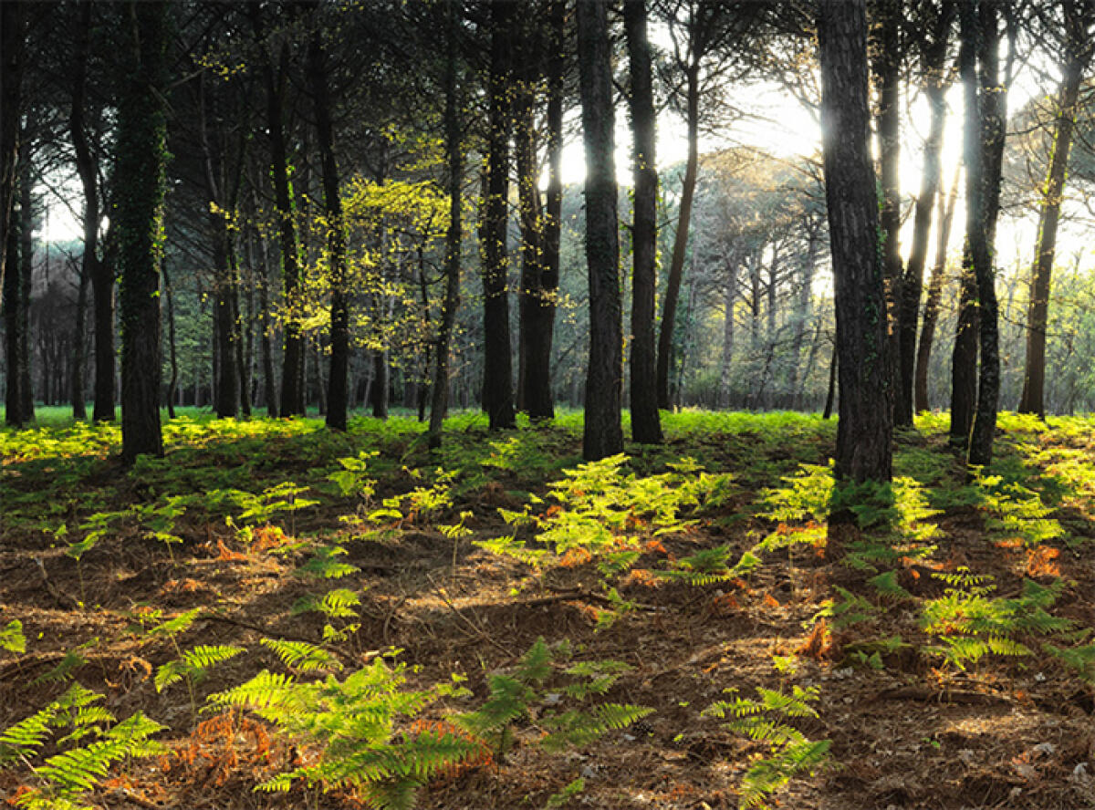 Divieto temporaneo di accesso notturno nella Foresta demaniale del Circeo. - 