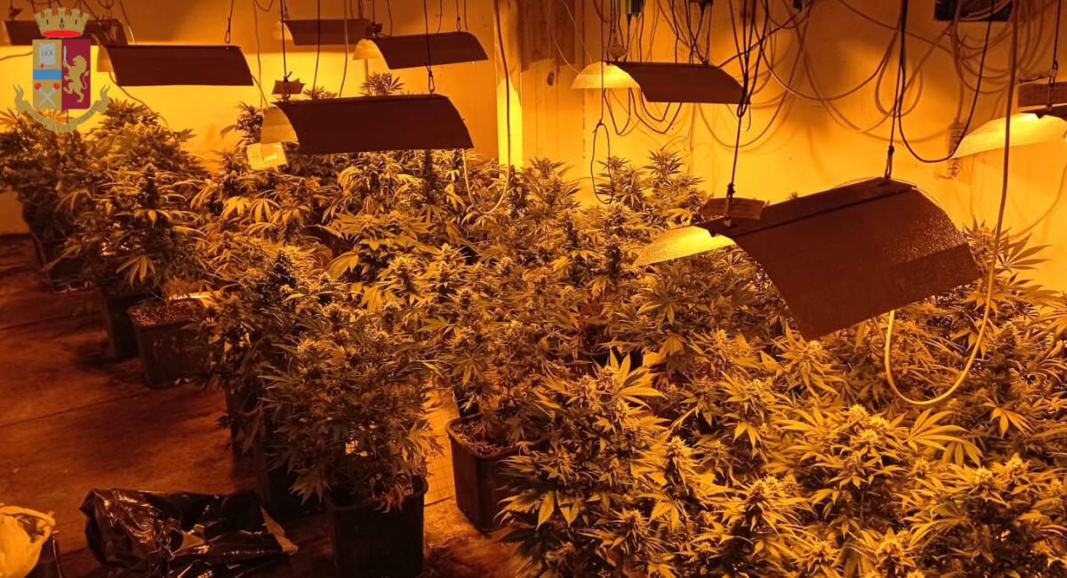 Coltivava 150 piante di marijuana all’interno della sua villetta a Lanuvio. 39enne arrestato dalla Polizia. Le FOTO - 