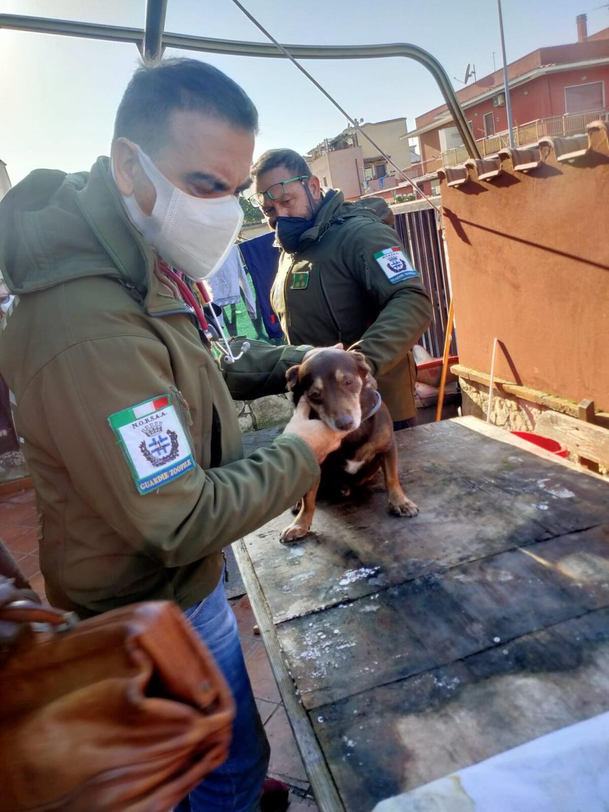 Cagnolina cade dal terzo piano ad Ardea, salvata dai volontari Norsaa: "Necessario subito ricovero ad Aprilia" - 