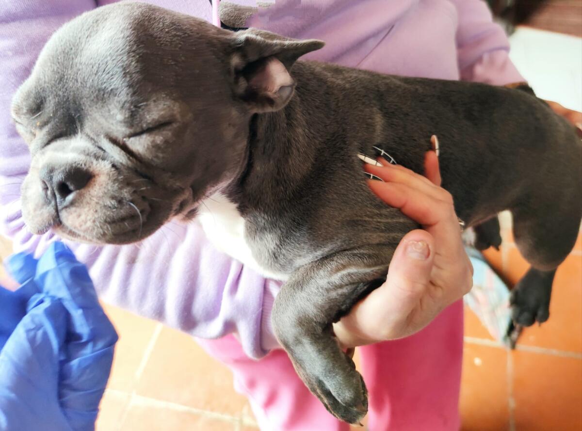 Traffico illecito di animali da compagnia, il Nipaaf di Latina denuncia tre persone: recuperati 21 cani FOTO - 