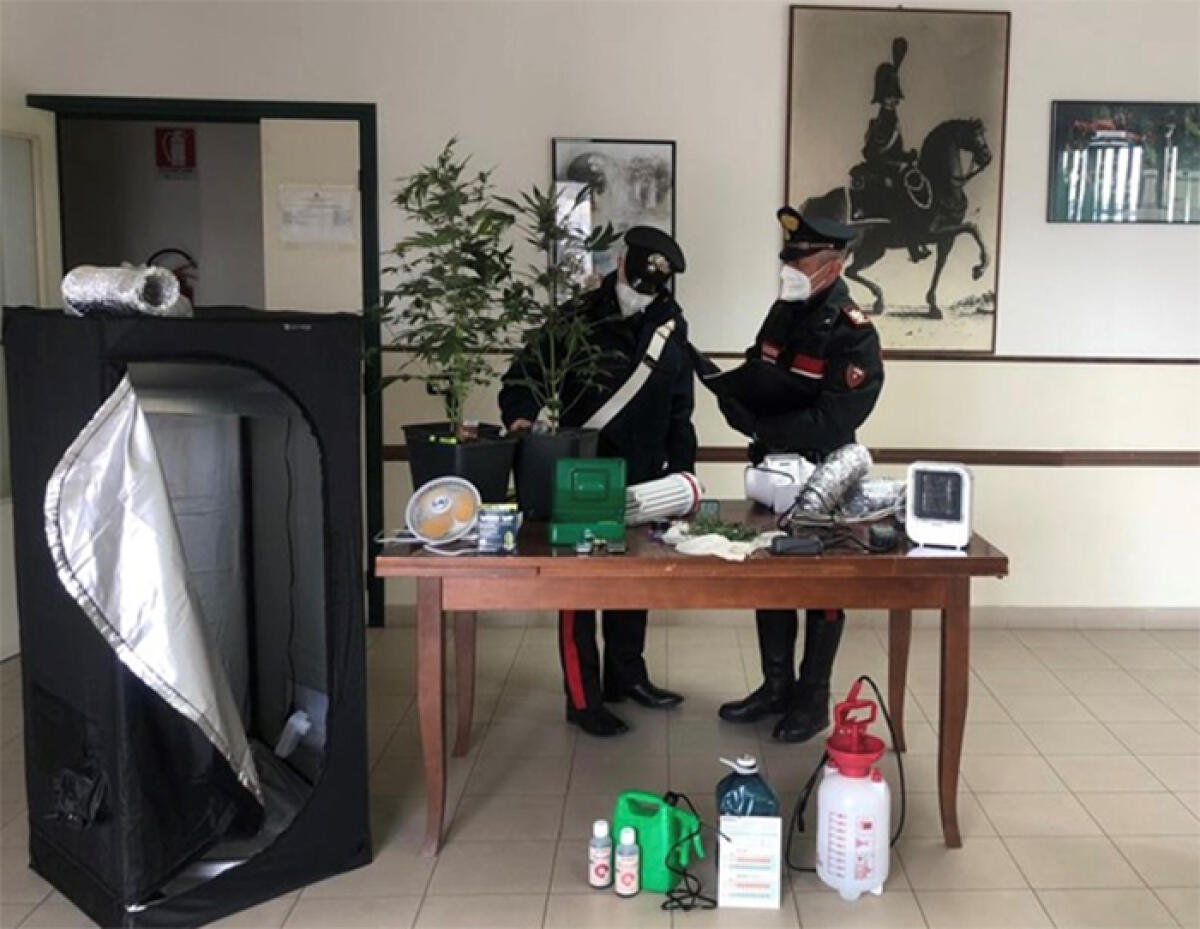 Aveva allestito una mini serra di marijuana nel suo garage: 20enne di Terracina arrestato dai Carabinieri. - 