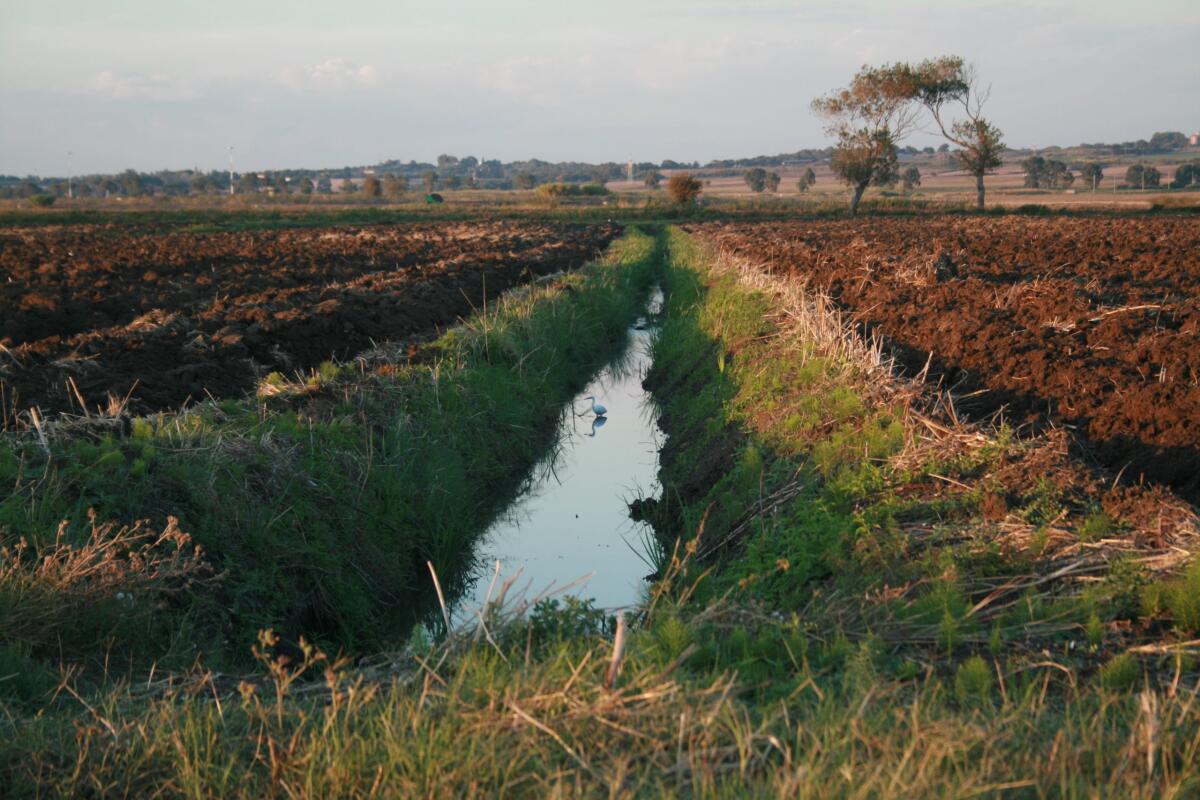 “World Wetlands Day”, il Comune di Pomezia celebra la biodiversità locale. - 