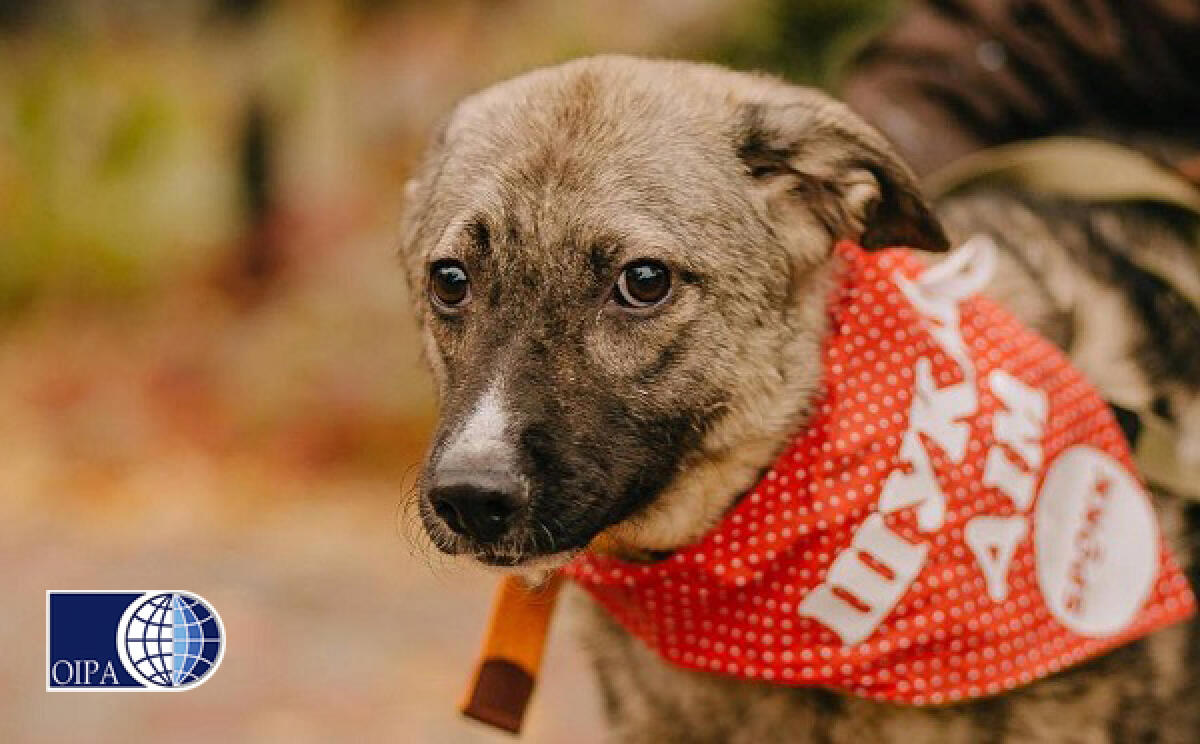 Ucraina, è emergenza anche per gli animali. Oipa International con i volontari nei territori sotto attacco - 