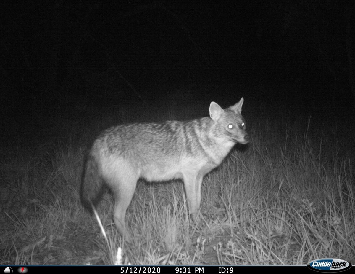 Accertata la presenza dello sciacallo dorato europeo all’interno del Parco nazionale del Circeo - 