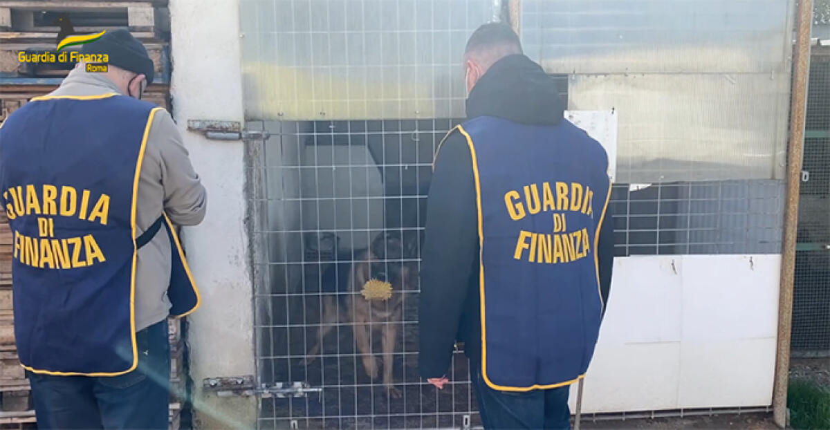 Corruzione ai Castelli Romani dietro un allevamento abusivo di cani di razza: la Finanza di Velletri arresta 3 persone, tra cui un funzionario della Asl. VIDEO - 