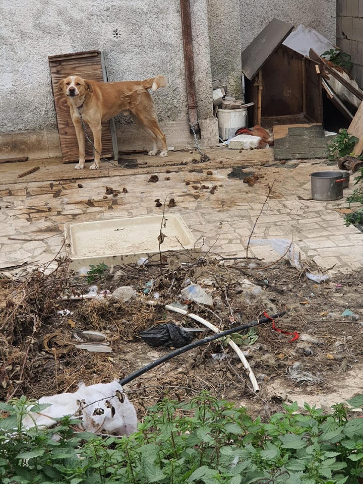 ARDEA - Cane a catena, tra sporcizia, feci ed urine. Intervengono le Guardie Zoofile Ambientali Norsaa di Roma. - 