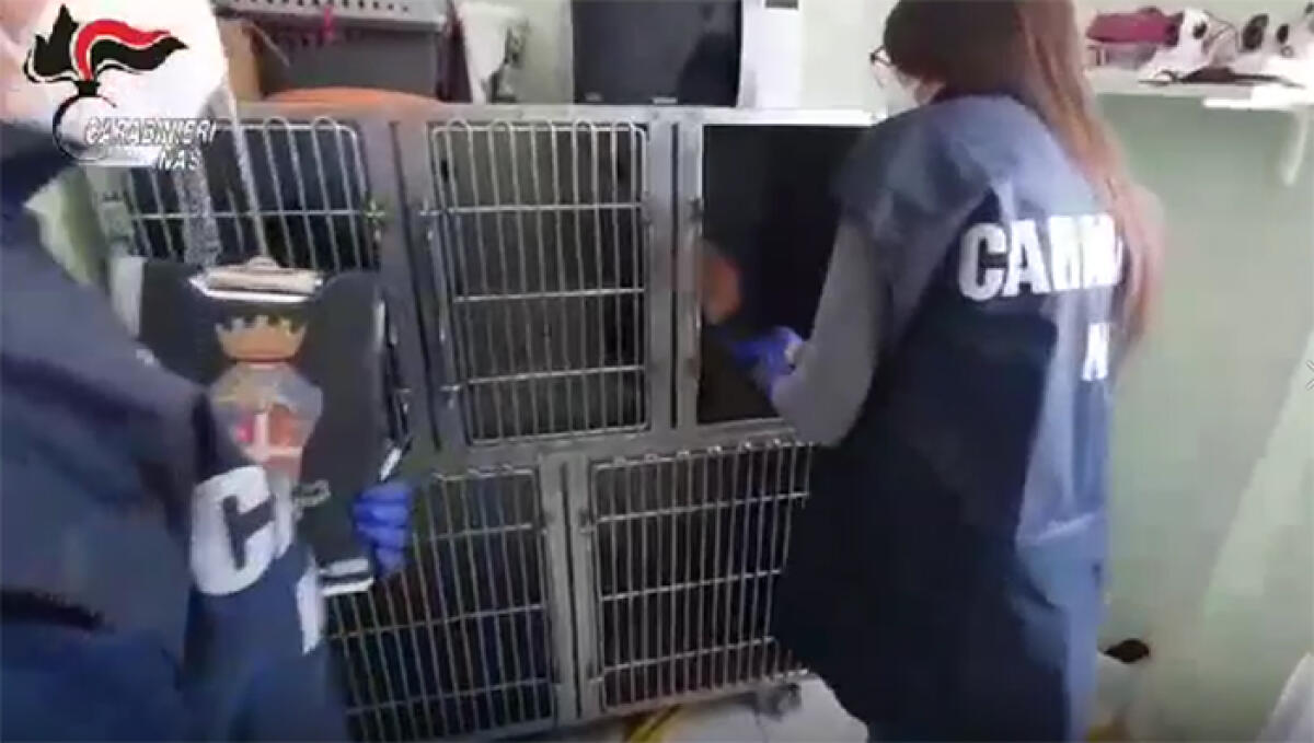 I Carabinieri del Nas di Latina a tutela degli animali domestici:  chiusi due ambulatori veterinari ad Aprilia e vicino Formia. VIDEO - 