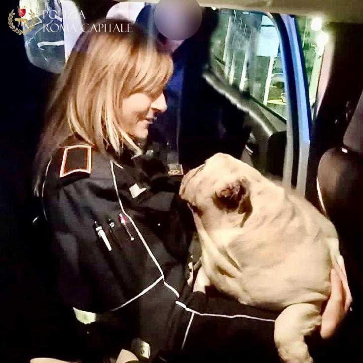 Storia a lieto fine per Blanca, una Bulldog inglese che si era allontanata da casa: trovata e accudita dalla Polizia Locale di Roma. - 