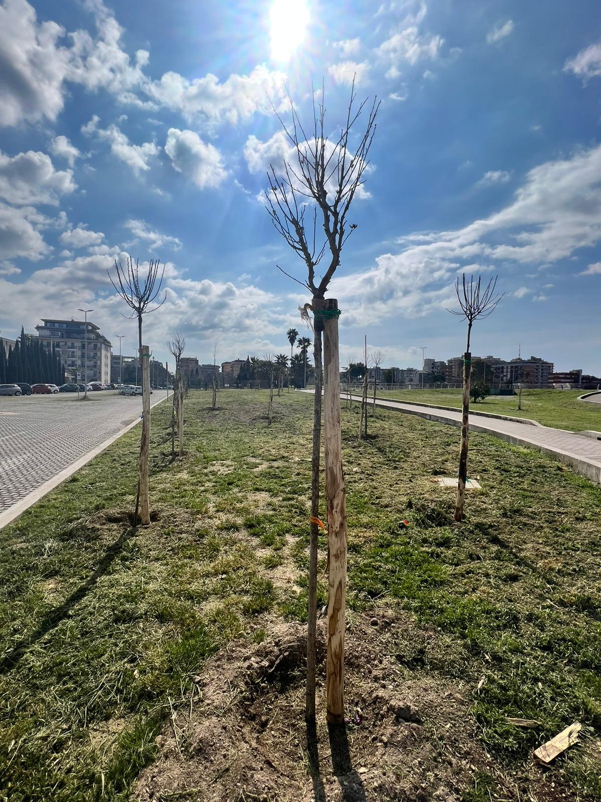 Latina - Al via la messa a dimora di 700 alberature su tutto il territorio comunale - 