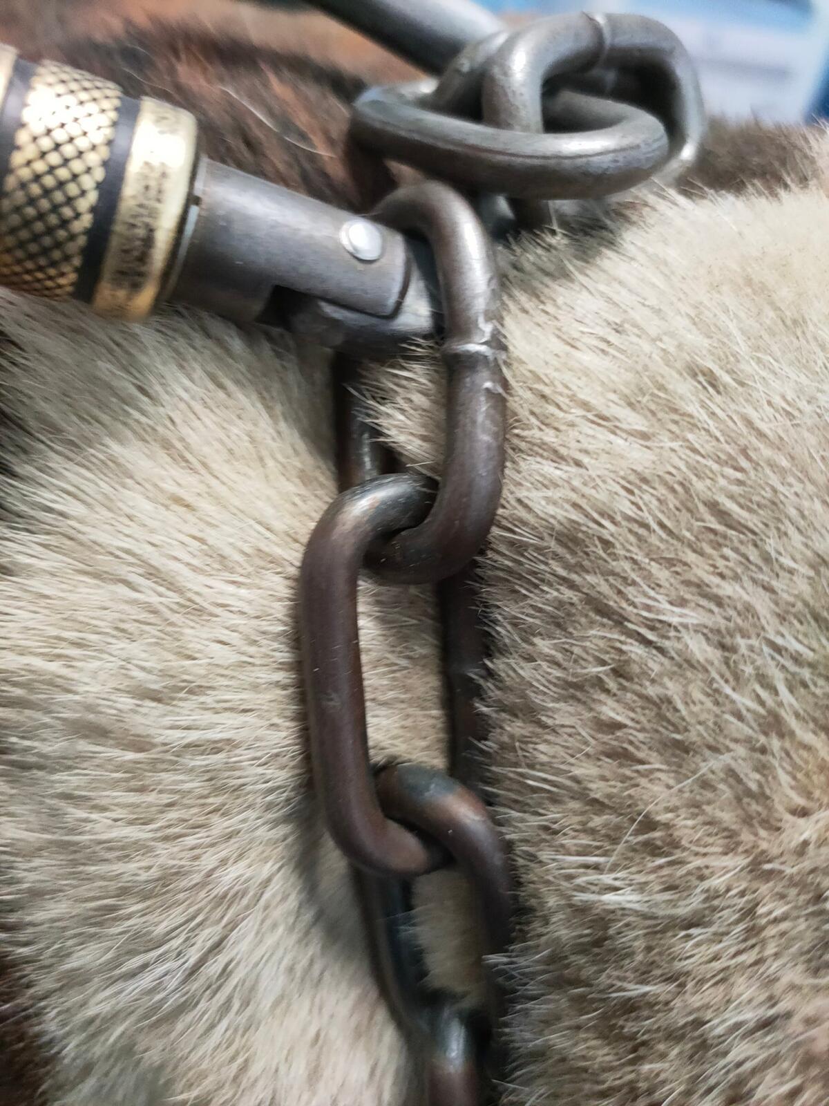 Pittbull tenuto a catena in un insediamento Rom ad Ardea: intervengono le Guardie Zoofile Ambientali Norsaa di Roma. - 